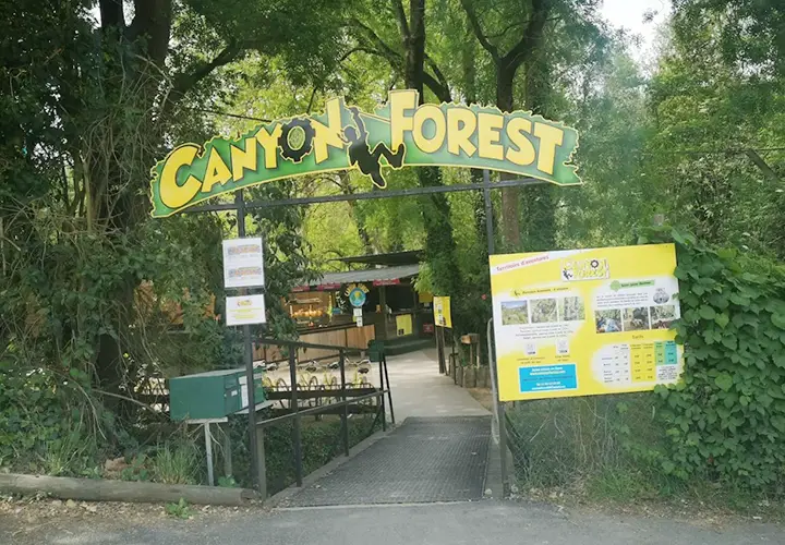 Canyon Forest